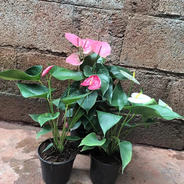 Set of 3 - Anthurium (Red, White & Pink) in 4inch pot