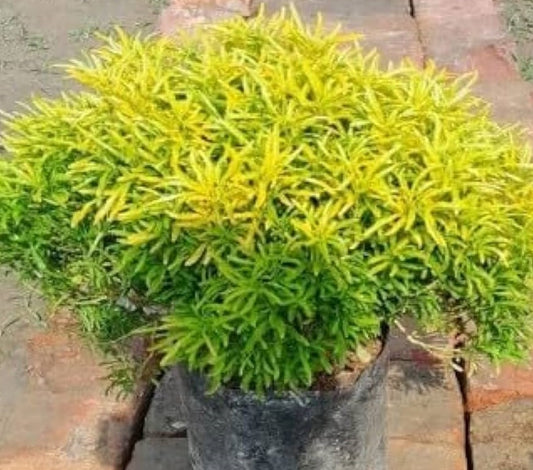 Aralia golden in 4inch pot