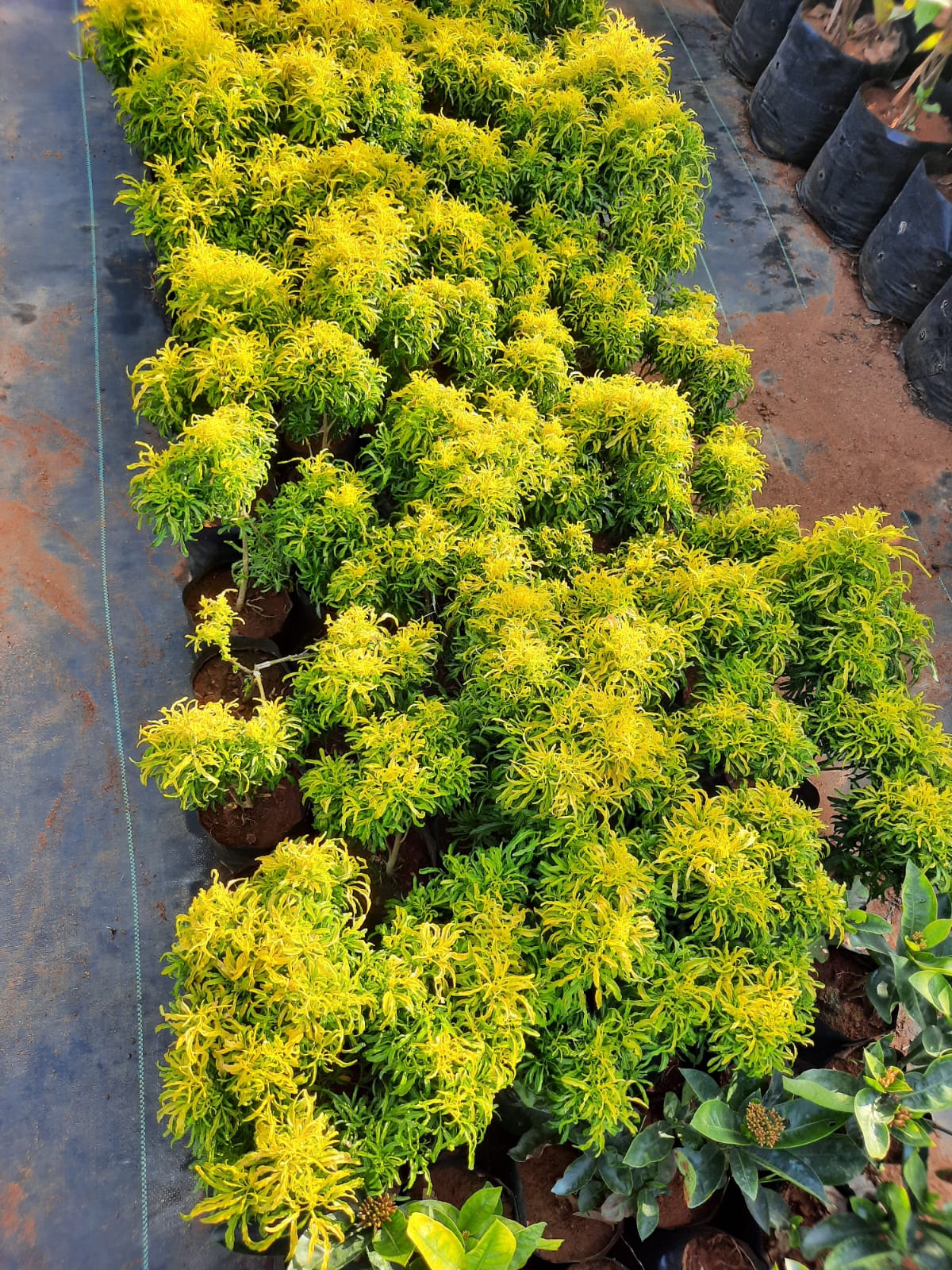 aralia golden in 4inch pot