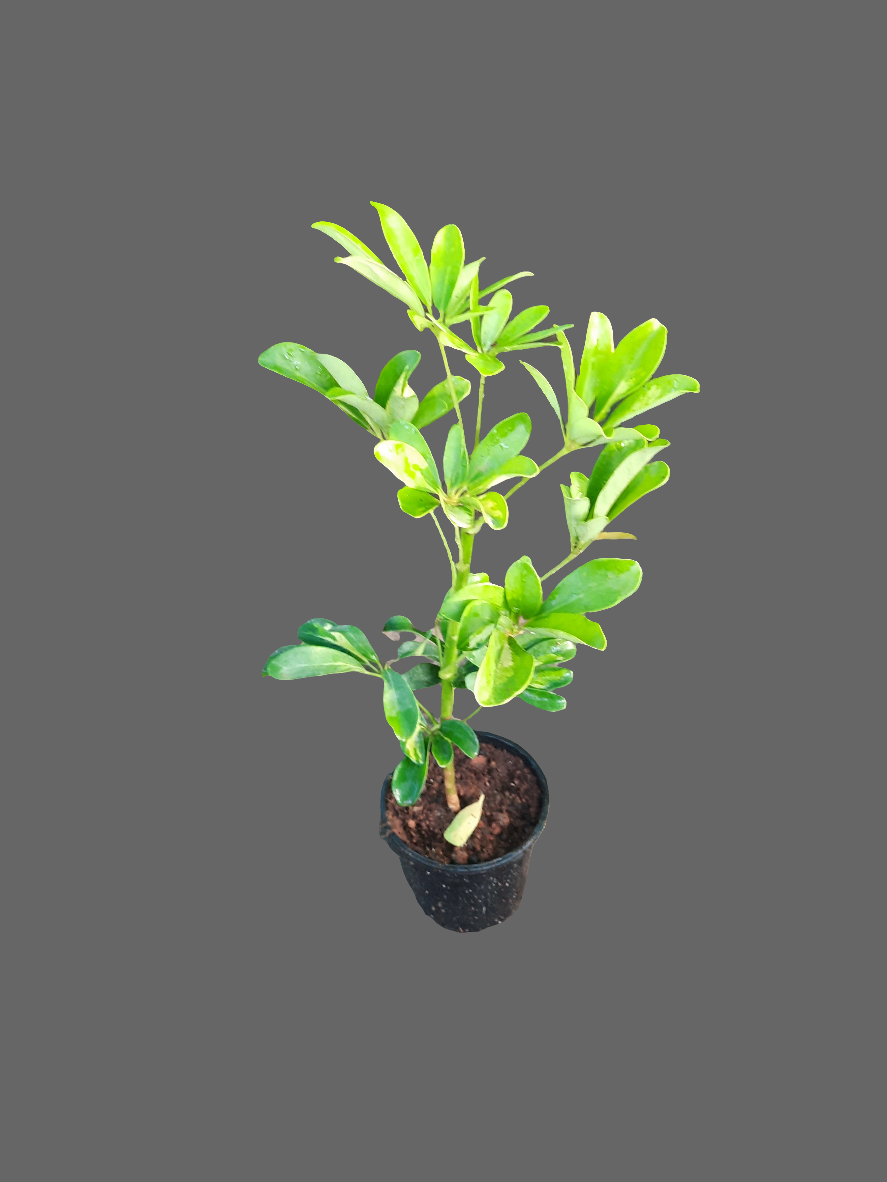 Umbrella Plant / Schefflera green 1 to 2 ft height in 5inch nursery pot