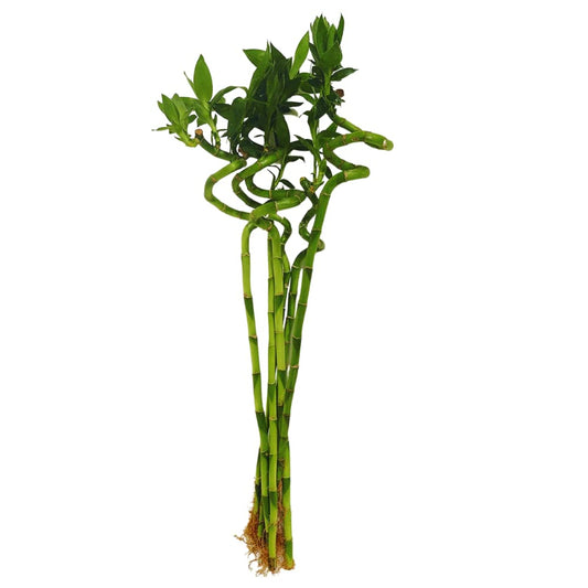 Long Spiral Lucky Bamboo Plant 1 stick 60-70cms