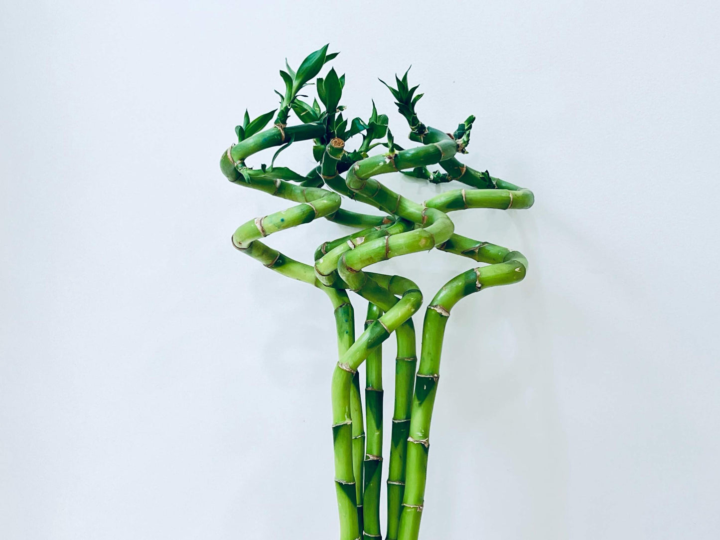 Long Spiral Lucky Bamboo Plant 1 stick 60-70cms