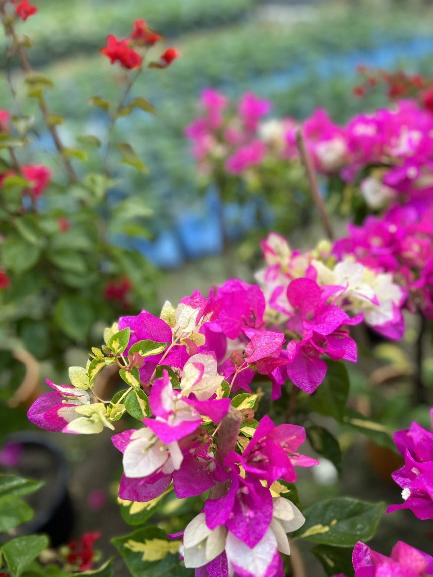Bougainvillea variegated leaves, multi color pink and white 6inch pot