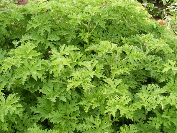 Scented geraniums or Paneer plant in 4.5 inch pot (Mosquito-repelling)
