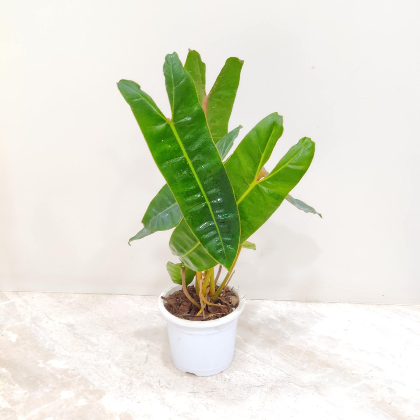 Rare Philodenron billietiae in 4inch pot