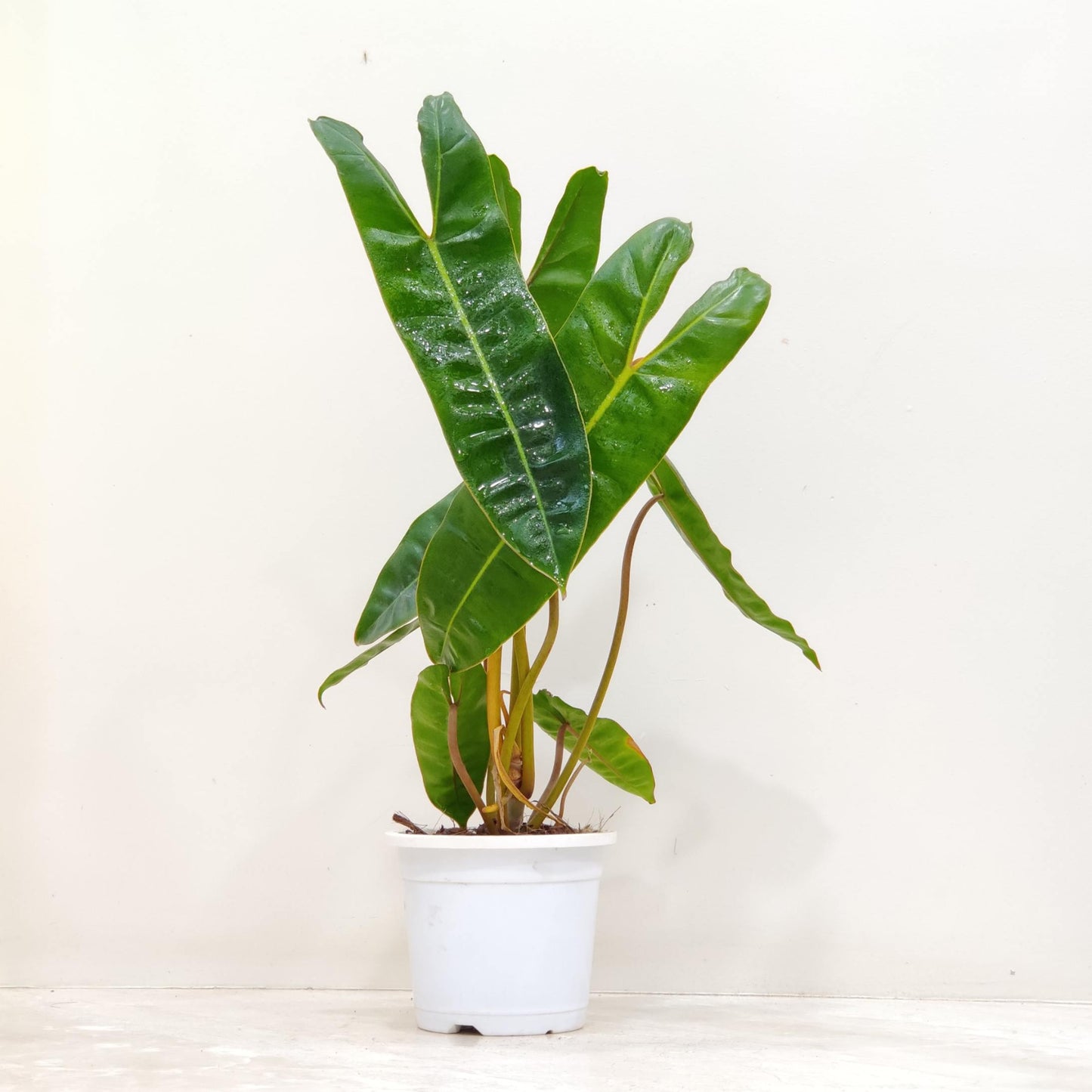 Rare Philodenron billietiae in 4inch pot