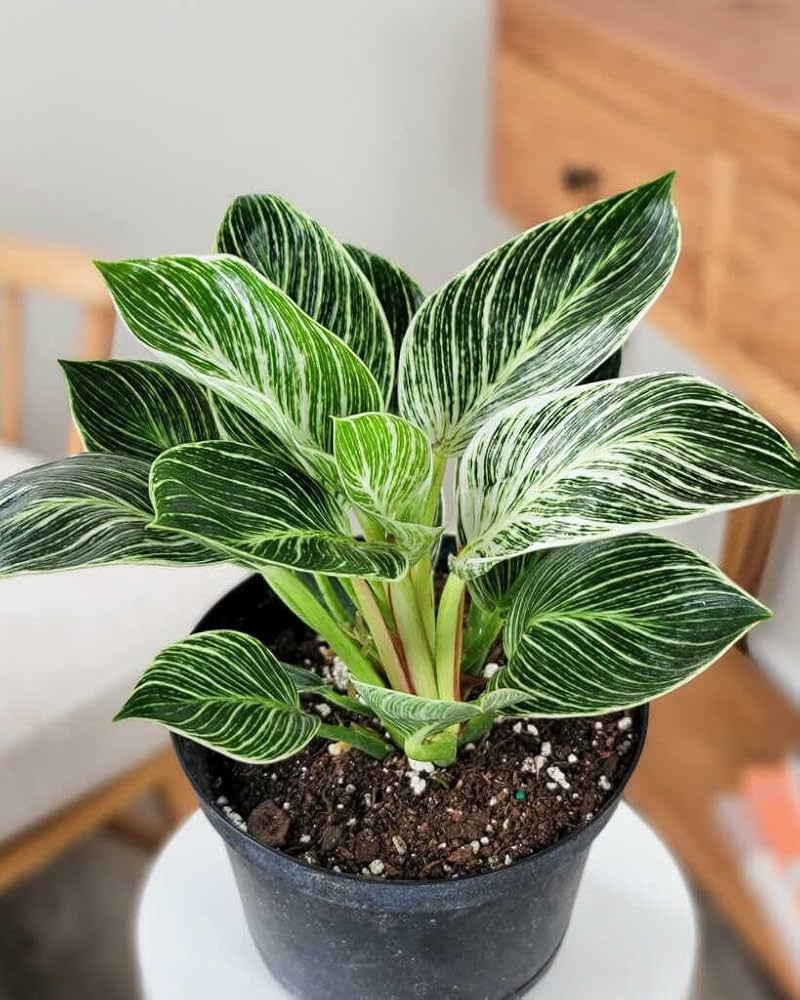 Potted plant with green leaves and white stripes on a wooden surface