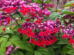 Bleeding-Heart Vine Red Flowering Live Plant in 4inch pot