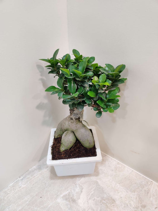 Ficus Bonsai Plant in 15 cm bonsai pot