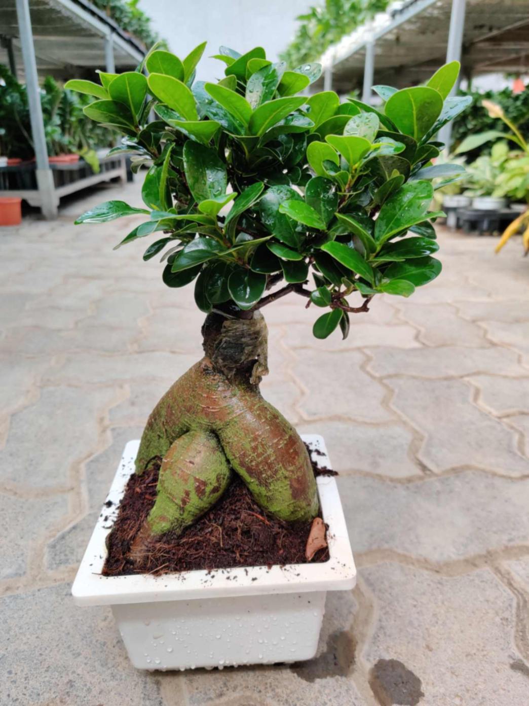 Ficus Bonsai Plant in 15 cm bonsai pot