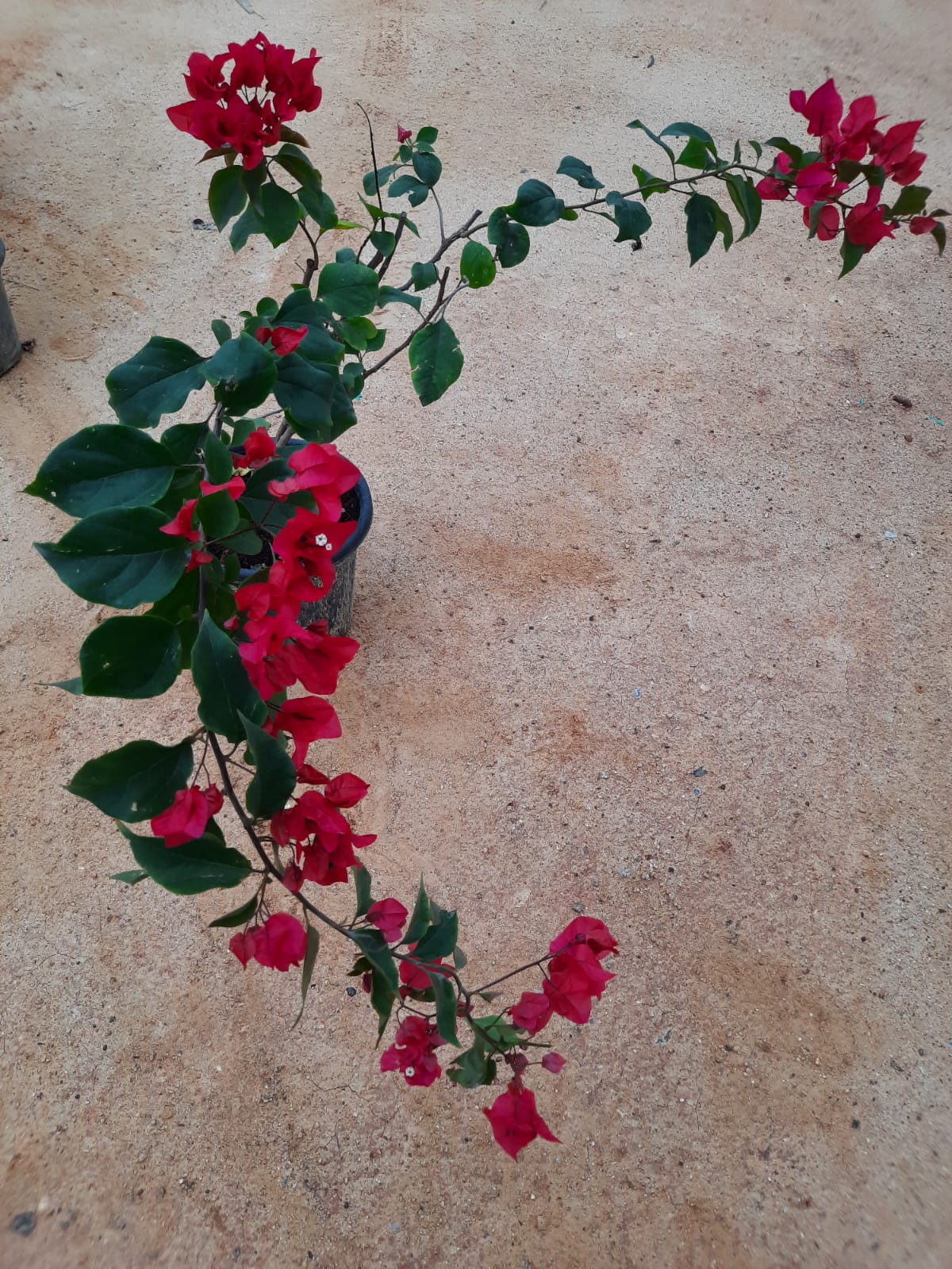 Bougainvillea in 8 or 10inch pot of height 2 to 3 ft