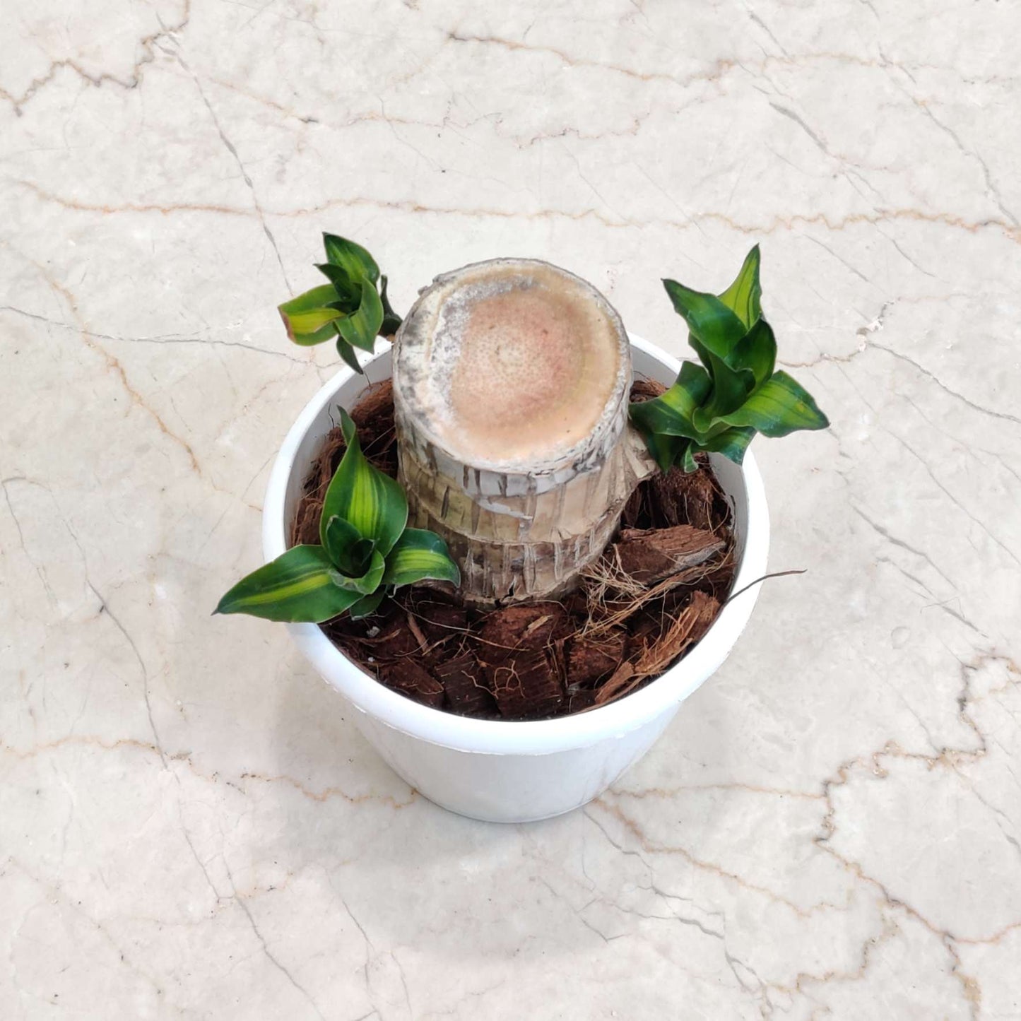 Brazilian lucky wood plant in 4inch pot