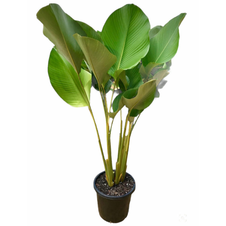 Calathea Lutea -- 3+ ft in 8 or 10 inch pot