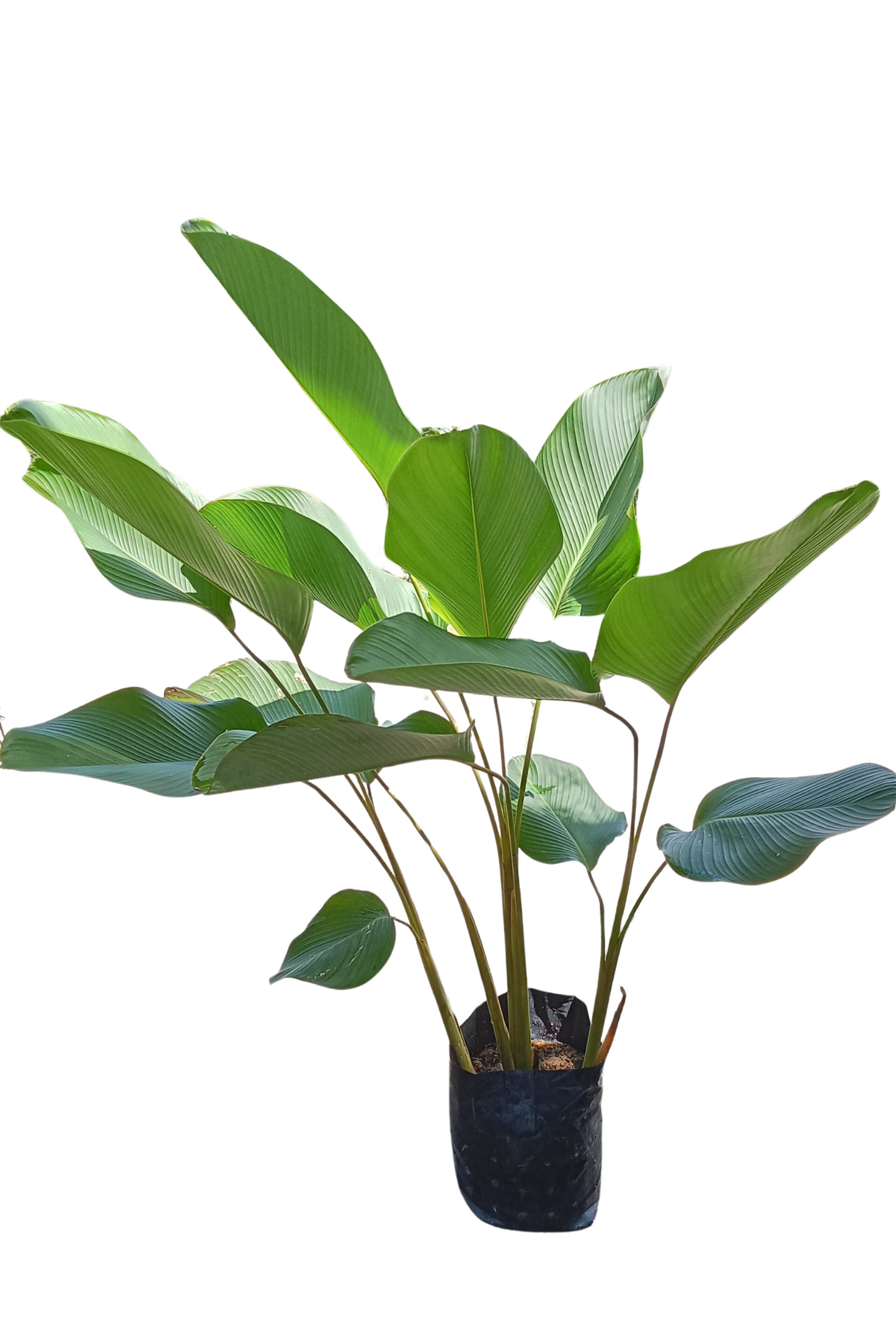 Calathea Lutea -- 3+ ft in 8 or 10 inch pot