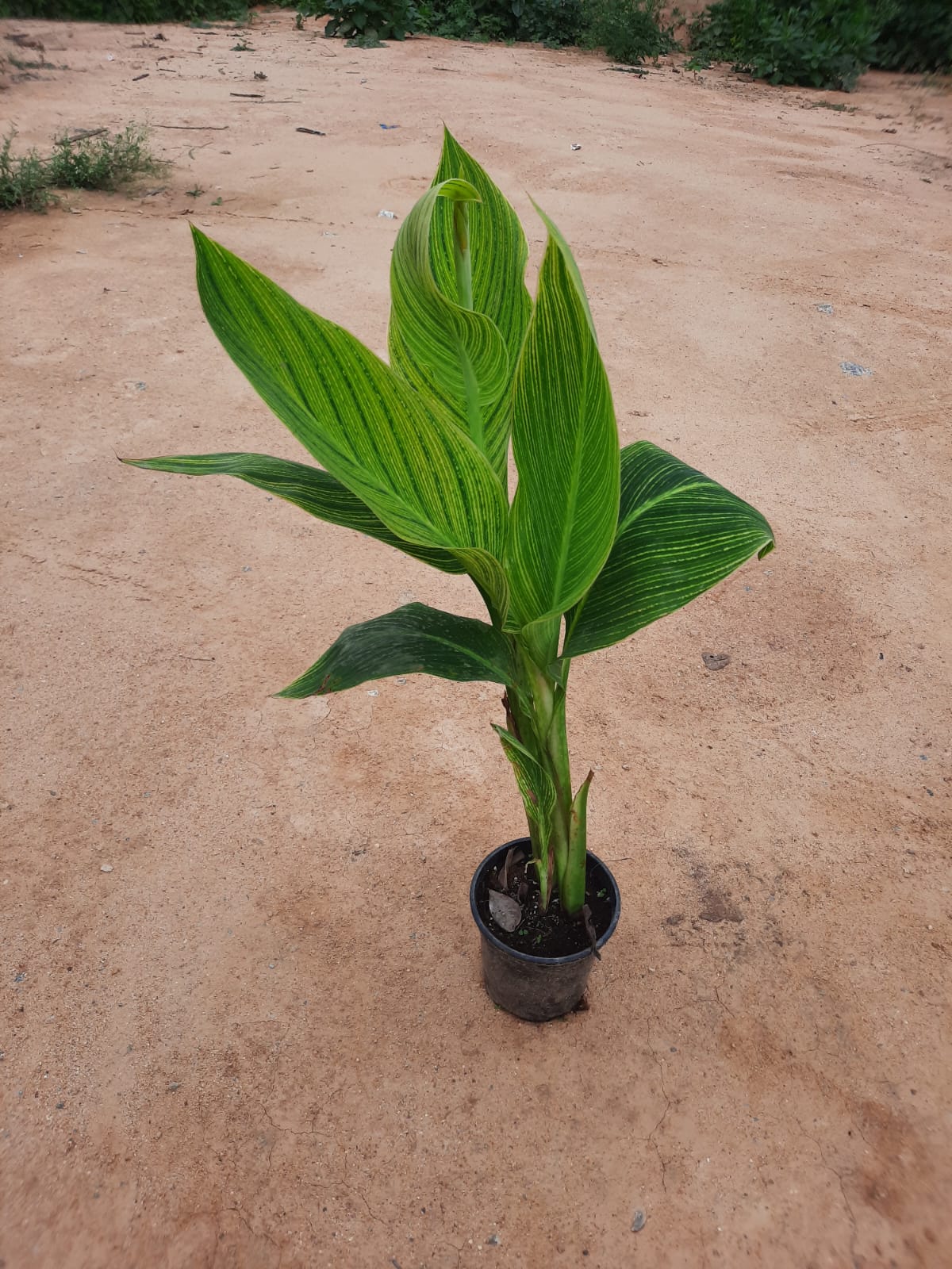 canna variegated without flowers in 5inch nursery pot