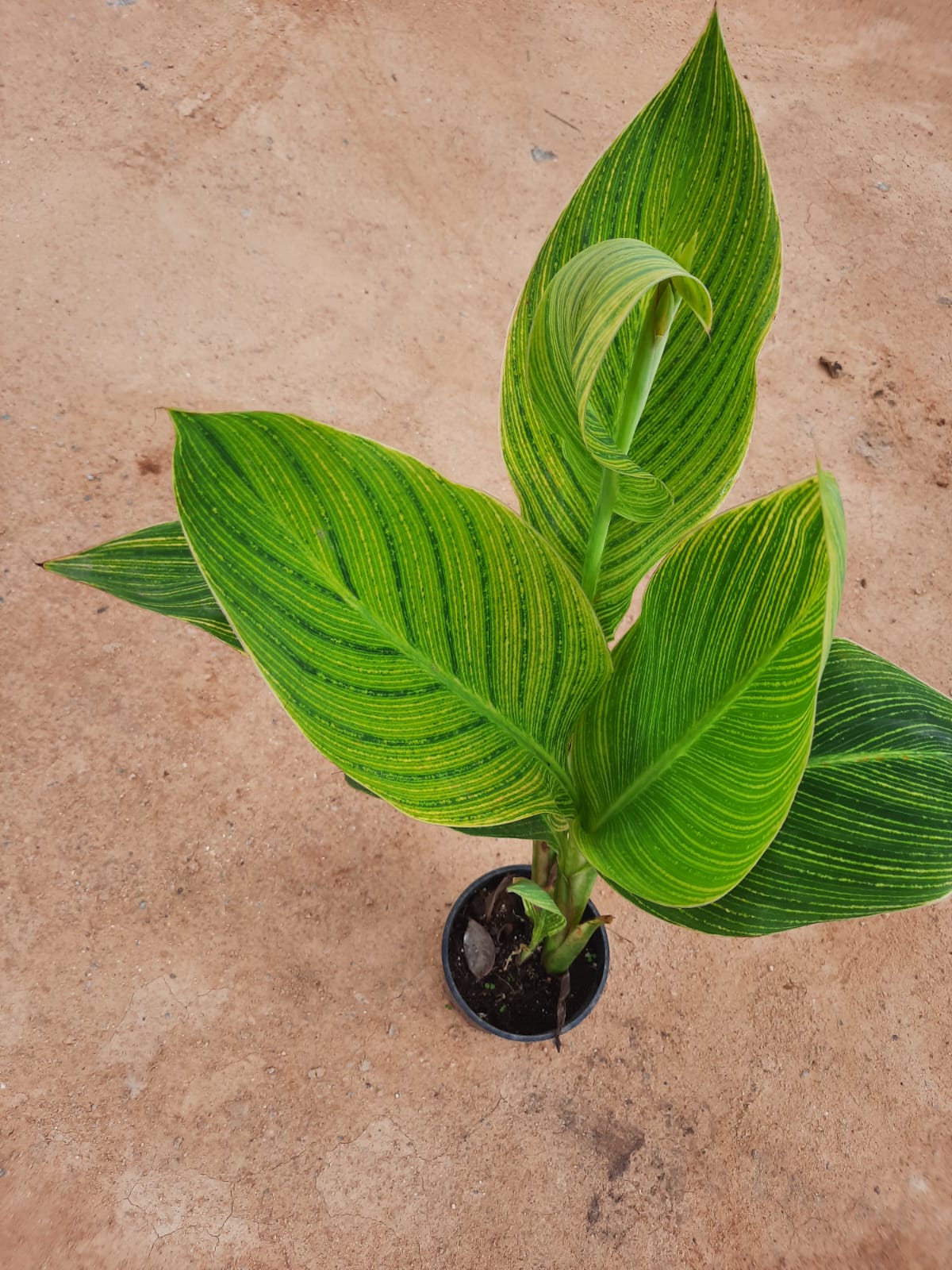 canna variegated without flowers in 5inch nursery pot