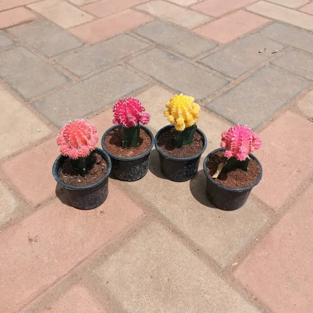 Set of 4 - Moon Cactus (any colour) in 3 Inch Plastic Pot