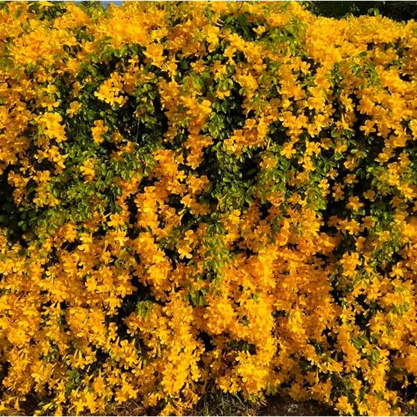 Cat's Claw Creeper in 5inch pot
