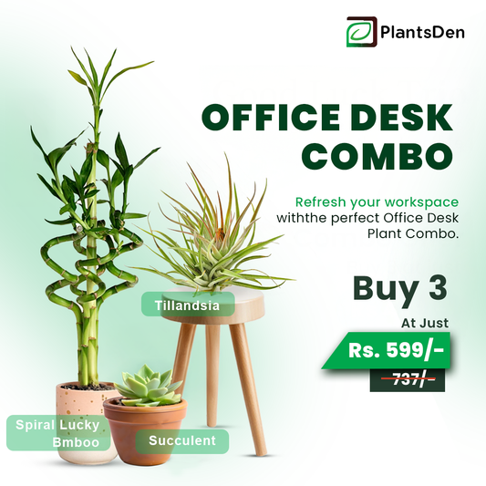 Office Desk Combo - Tillandsia, Succulent, Spiral Lucky Bmboo