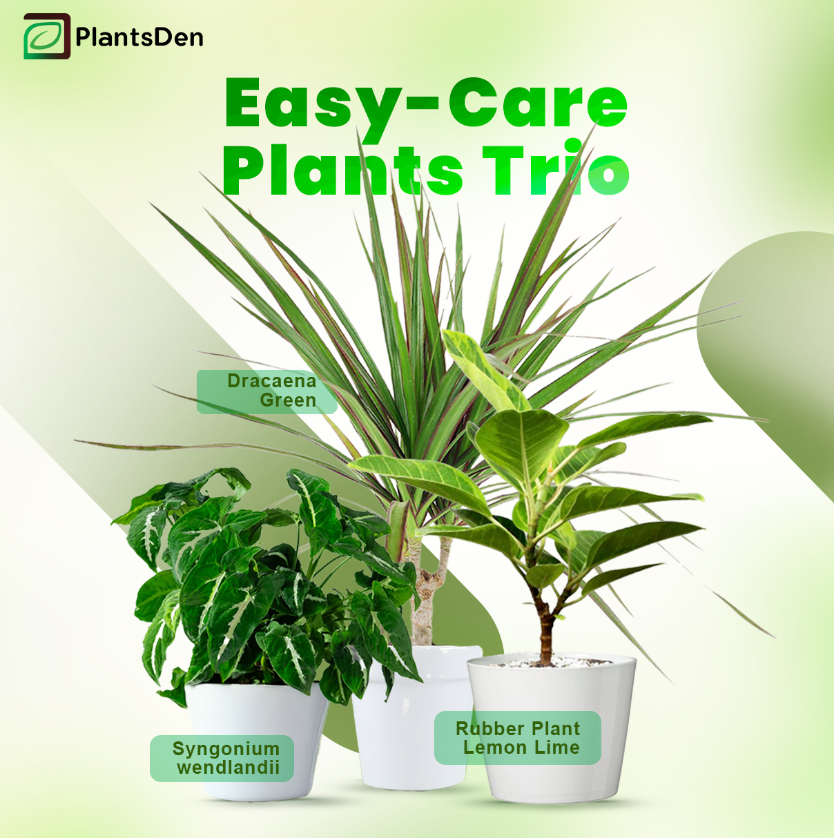 Easy-Care Plants Trio - Dracaena Green, Syngonium Wendlandii, Rubber Plant Lemon Lime