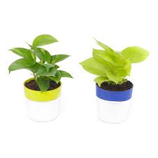 Set of 2 - (Money Plant Green & Golden)