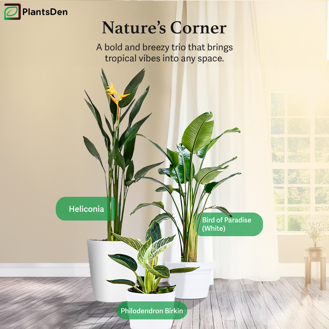 Nature's Corner - Heliconia, Philodendron Birkin and Bird of Paradise