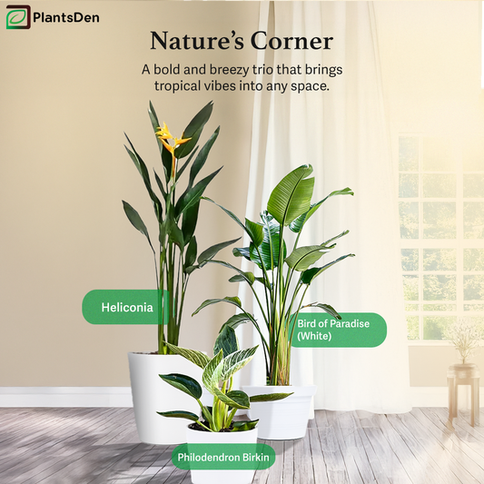 Nature's Corner - Heliconia, Philodendron Birkin and Bird of Paradise