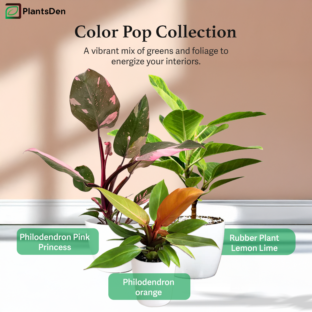 Color Pop Collection - Pink princess, Prince of Orange and Rubber plant lime