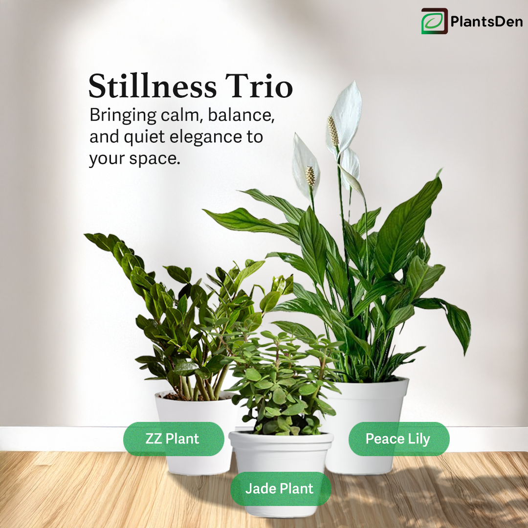 Stillness Trio - ZZ plant, peace lily and Jade in 4inch pot