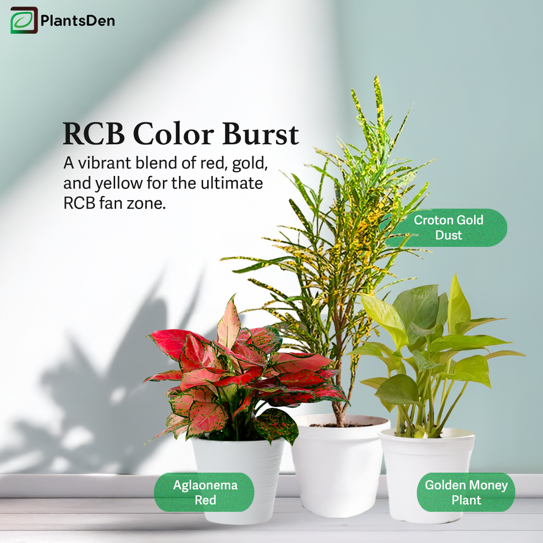 RCB Color Burst - Aglaonema Red , Croton Gold Dust and Money plant golden
