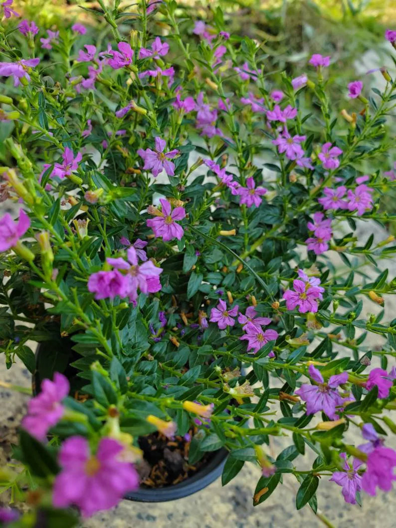 Cuphea Hyssopifolia in 4.5inch pot