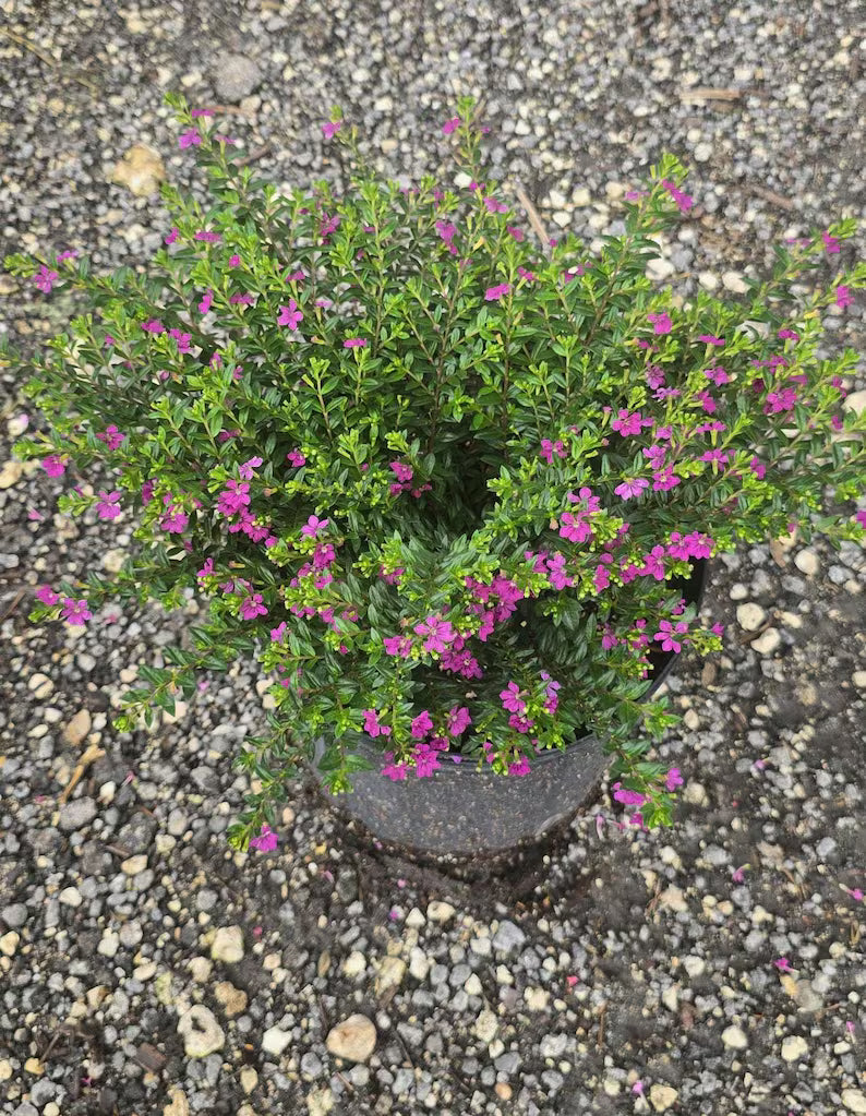 Cuphea Hyssopifolia in 4.5inch pot