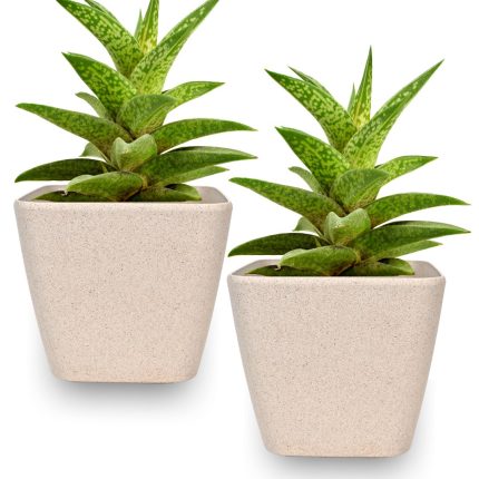 daisy 4"sandle castle (assorted color)