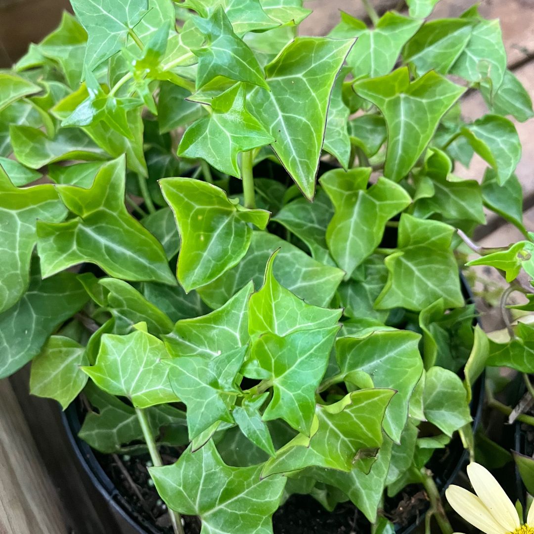 English Ivy green in 4.5 inch nursery pot
