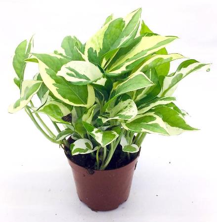 Money plant Njoy - 4inch nursery pot