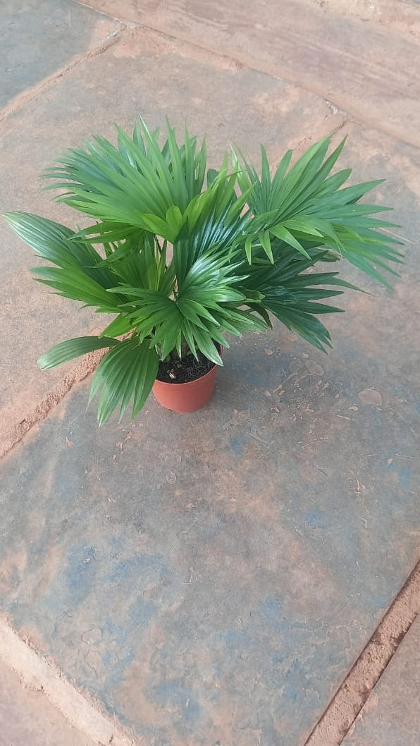 Potted plant on a stone patio