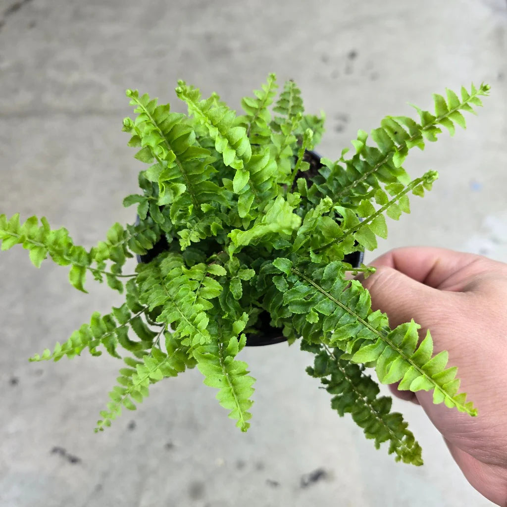 Boston Fern Plant in 5inch pot