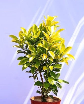 Ficus Panda – in 8 inch pot