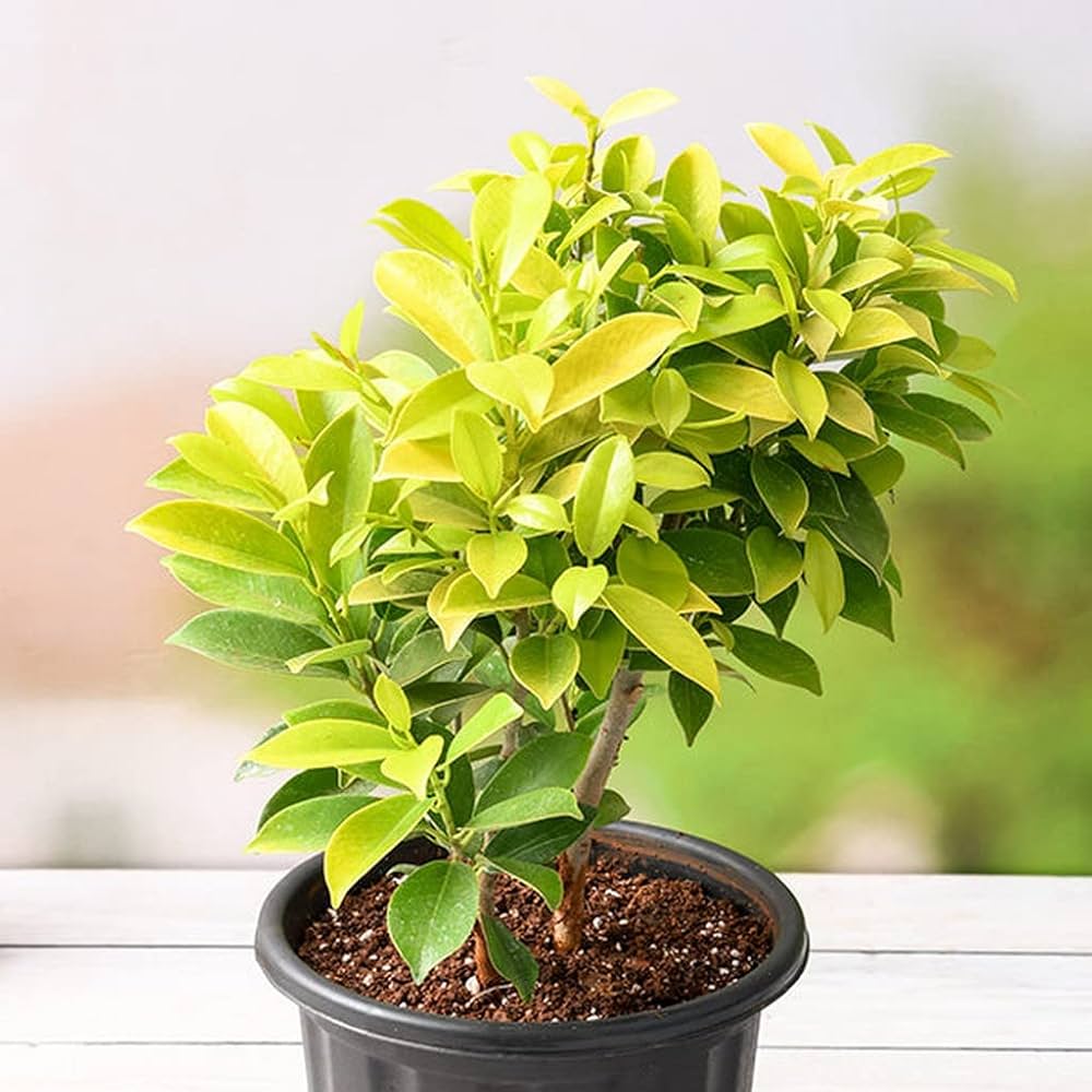 Ficus Panda – in 8 inch pot