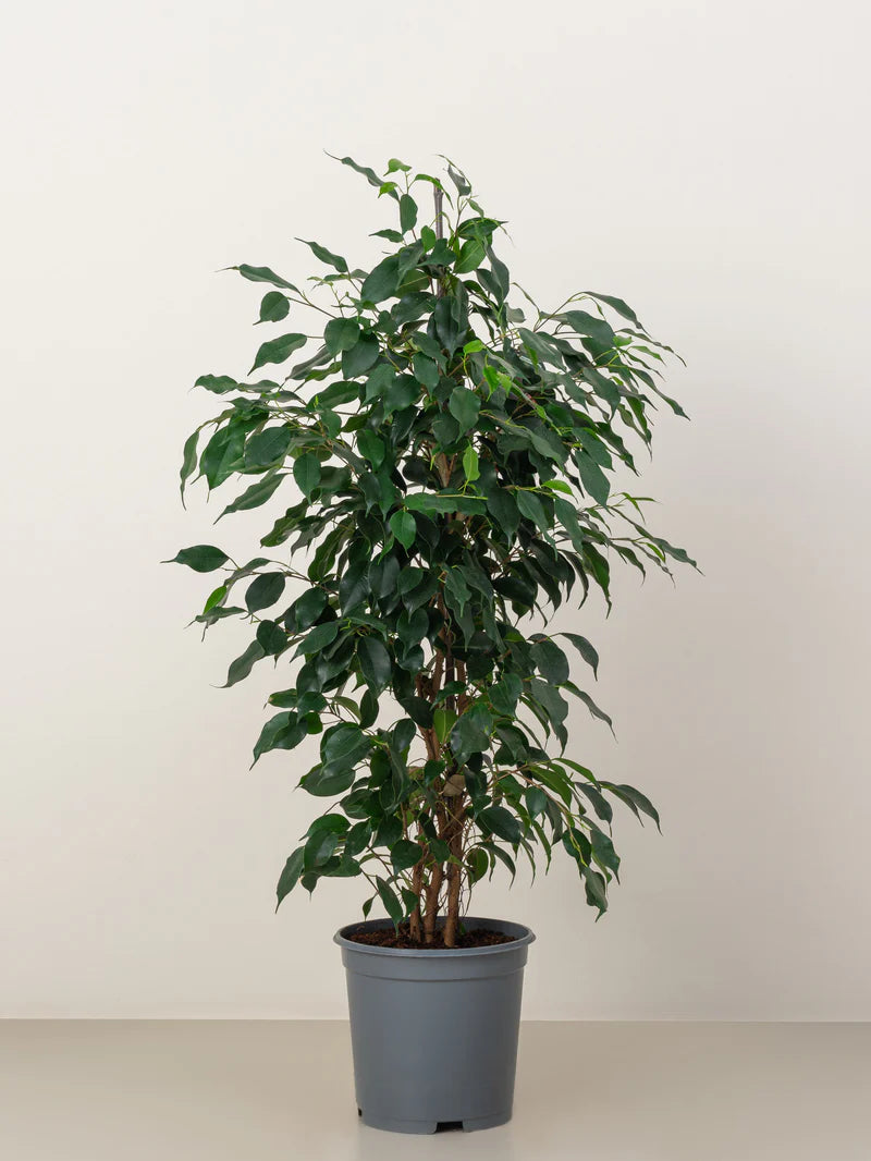 ficus benjamina in 6inch pot