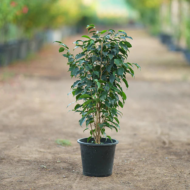 ficus benjamina in 6inch pot