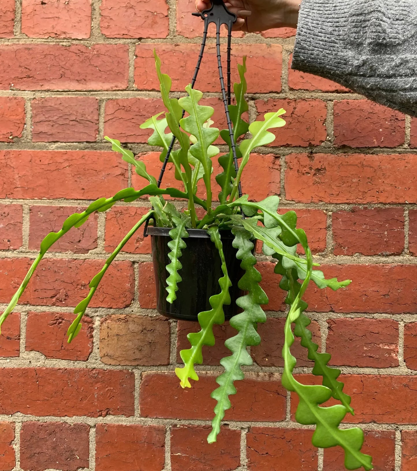 Fishbone Cactus in 6inch hanging pot