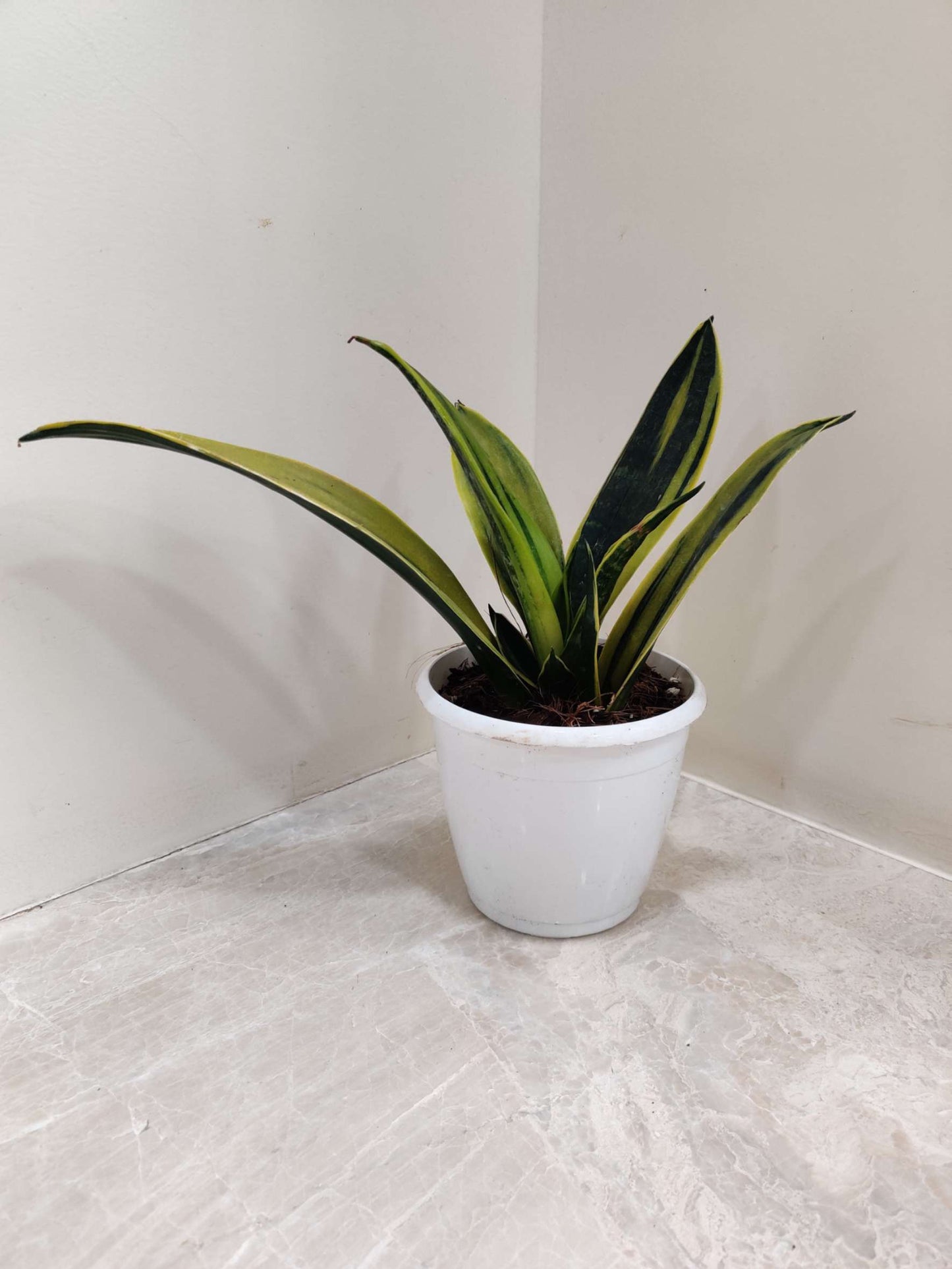 Rare Sansevieria Golden Flame in 12 cm pot
