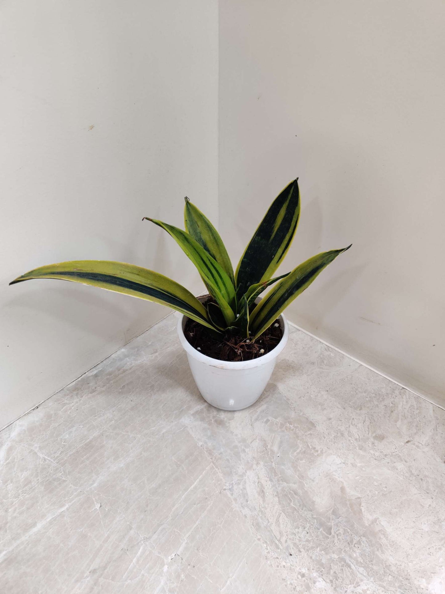 Rare Sansevieria Golden Flame in 12 cm pot