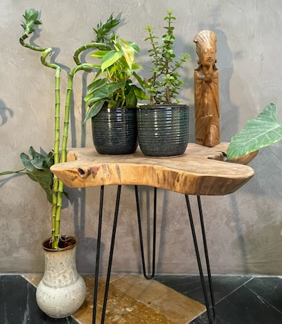 Good Luck Trio - Lucky Jade, Money Plant and Spiral Bamboo plant (1 each in nursery pot)