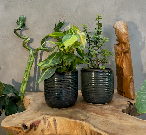 Good Luck Trio - Lucky Jade, Money Plant and Spiral Bamboo plant (1 each in nursery pot)
