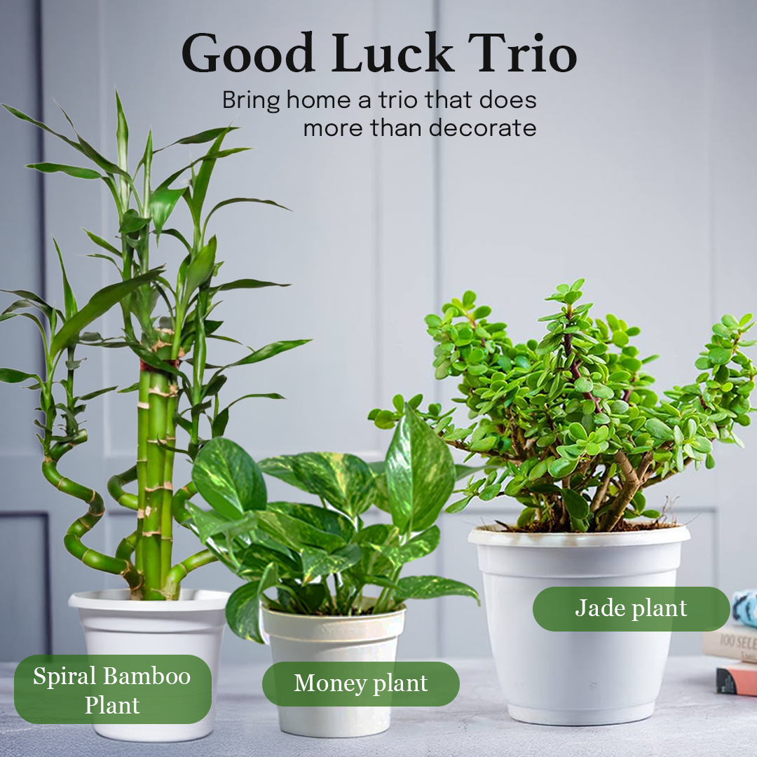 Good Luck Trio - Lucky Jade, Money Plant and Spiral Bamboo plant (1 each in nursery pot)