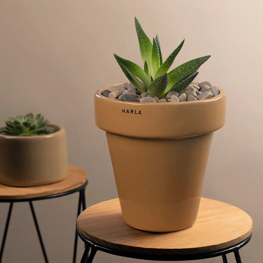 Harla The Dream Pot