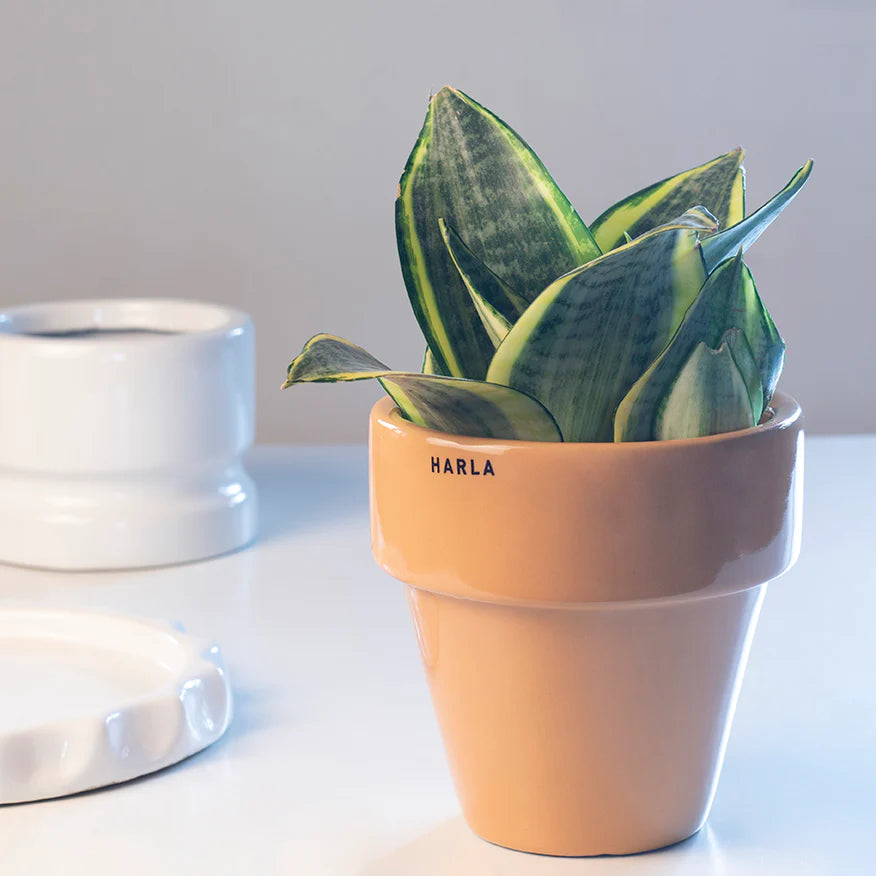 Harla The Dream Pot