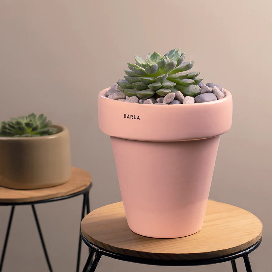 Harla The Dream Pot